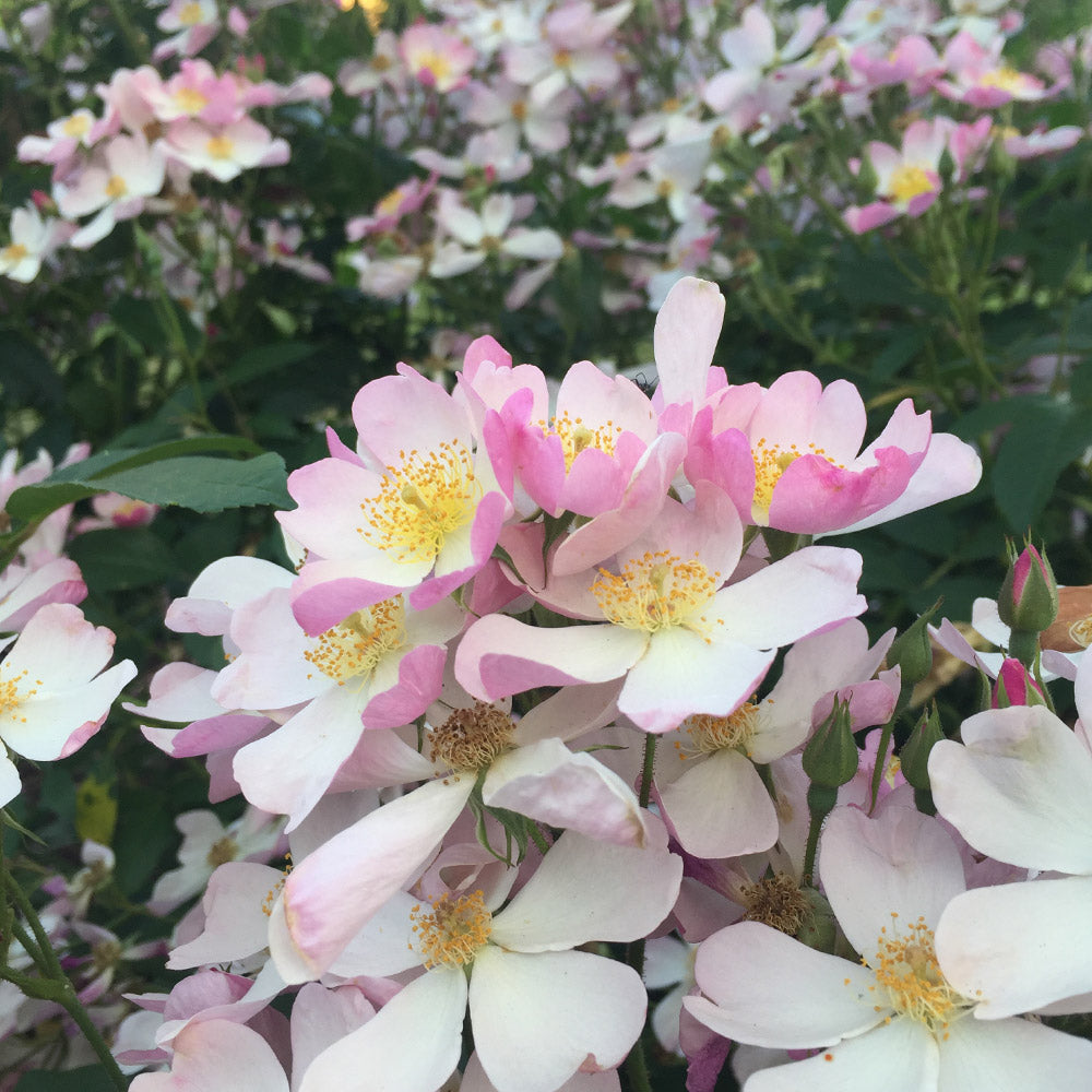 Heirloom Roses Live White Rose - Lyda Rose™ Shrub Rose Bushes - Live Plant