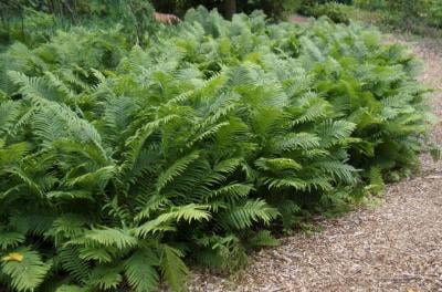 Classy Groundcovers - Matteuccia struthiopteris M. pensylvanica， M. pennsylvanica， Pteris nodulosa， S. filicastrum， S. pensylvanica， Osmunda struthiopteris {10 Bare Root Plants}