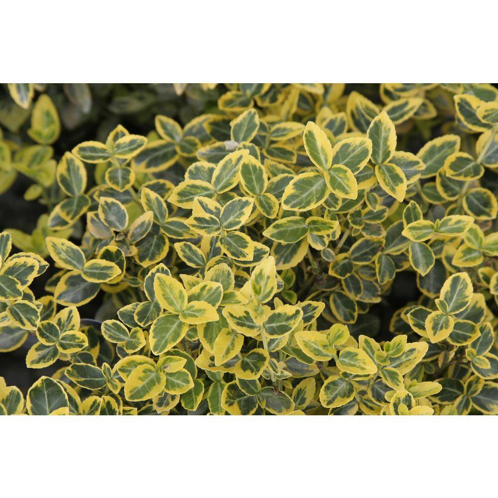 2.5 Qt. - Emerald and Gold Euonymus Live Shrub with Green and Yellow Folliage 1000042808