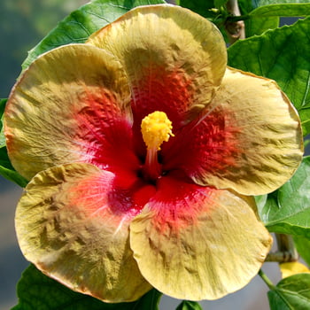 'Queen of Sheba' Rose of Sharon (Hibiscus) Flower Shrub， Blue Flowers Hardy Korean Rose of Sharon Starter 25+ seeds pack