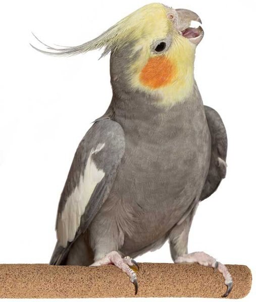 Super Bird Creations Sure-Grip Grooming Perch， Medium