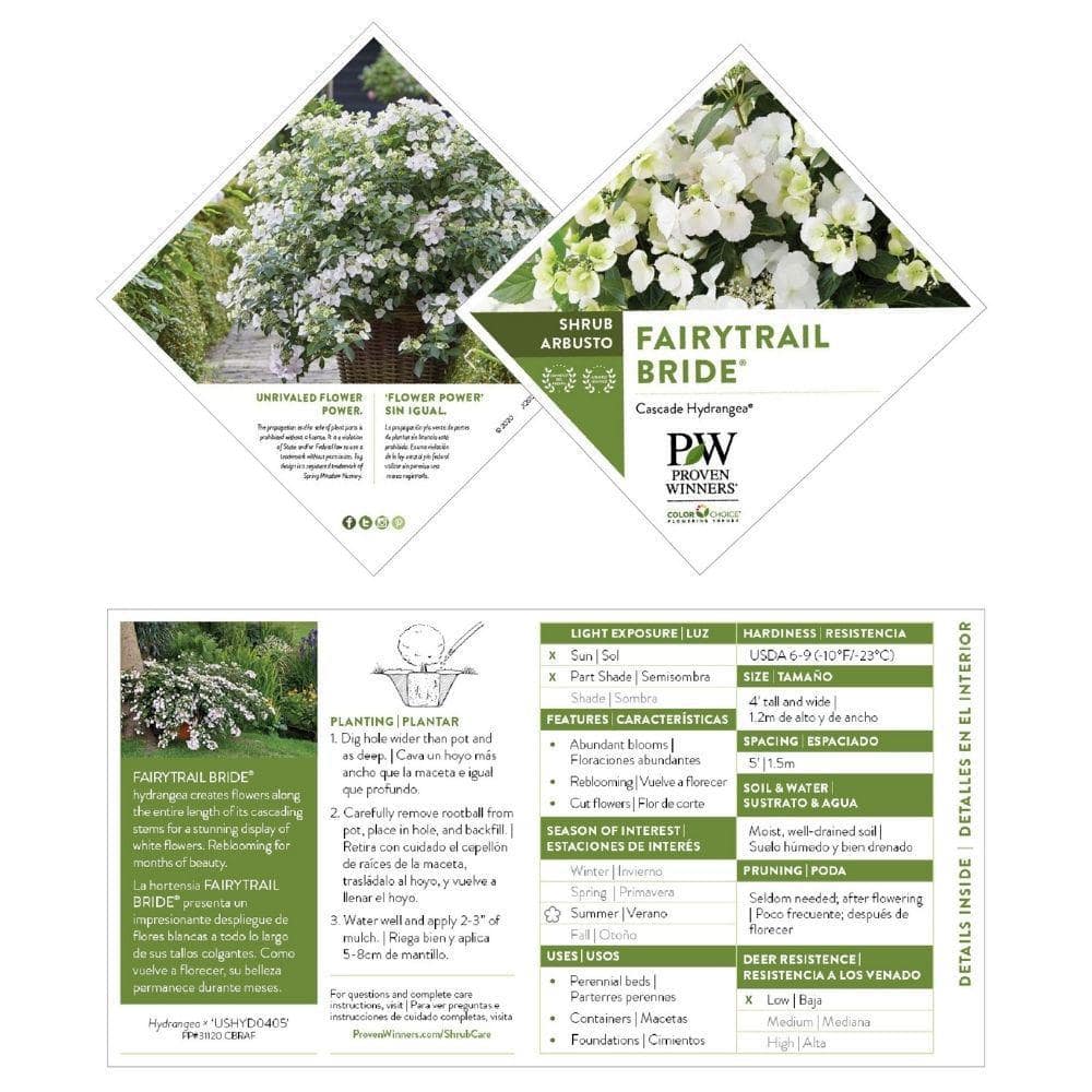 PROVEN WINNERS 2 Gal. Fairytrail Bride Hydrangea Shrub with White Blooms 17517