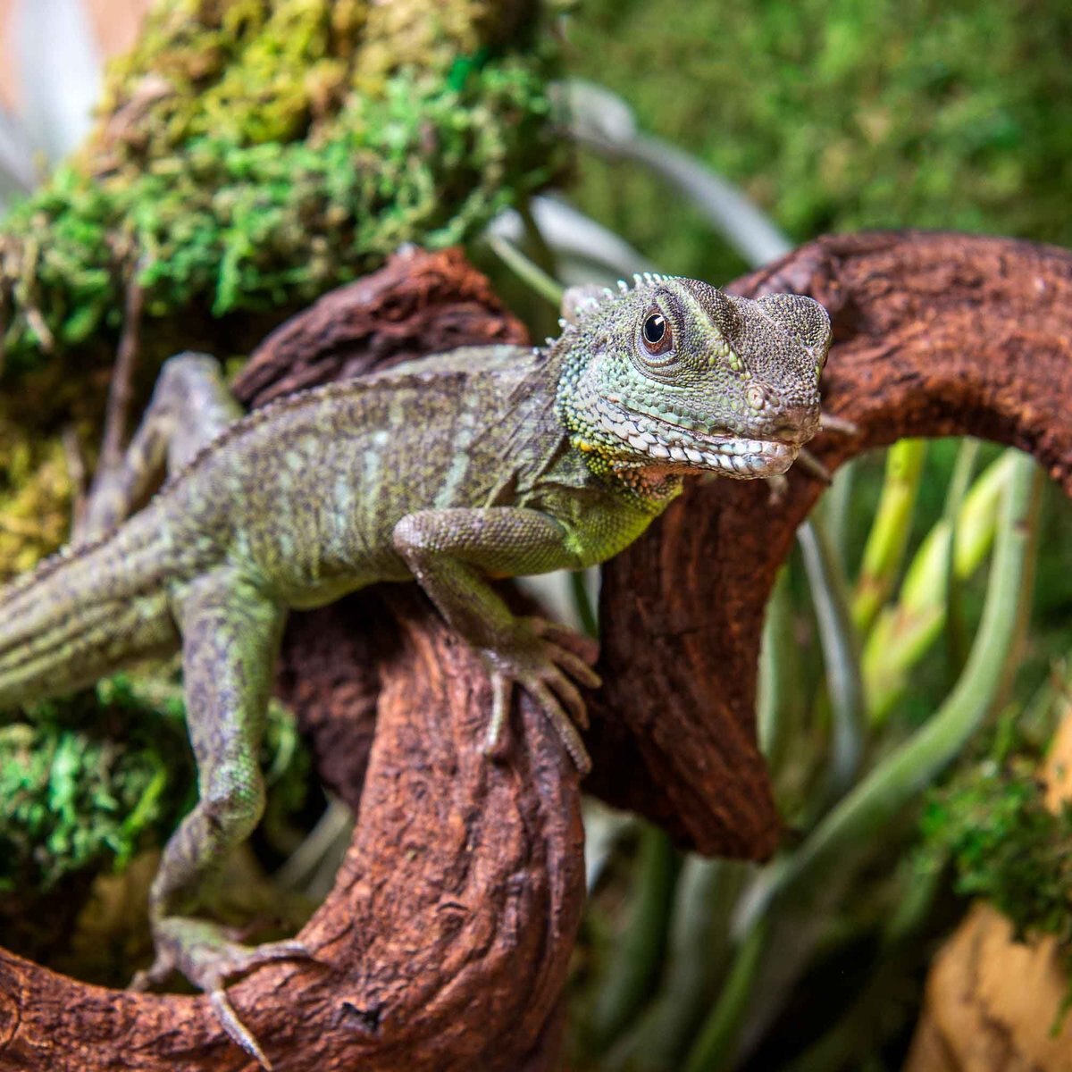 Galapagos Jungle Wood Terrarium Accessory