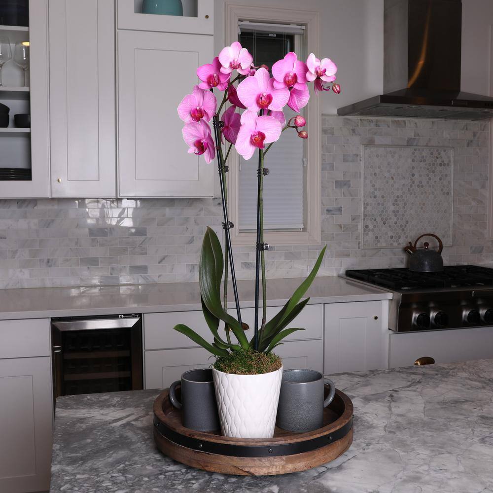 Just Add Ice Premium Orchid (Phalaenopsis) Pink Watercolor Plant in 5 in. White Ceramic Pottery J5065