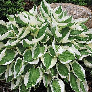 METROLINA GREENHOUSES 2.5 Qt. Minuteman Variegated Hosta Plant 2751