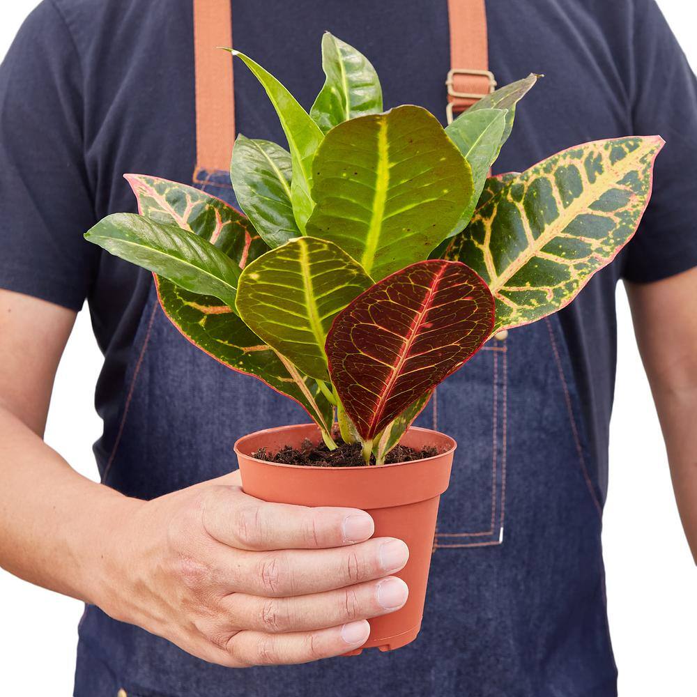 Joseph's Coat Croton Petra Plant in 4 in. Grower Pot 4_CROTON_PETRA