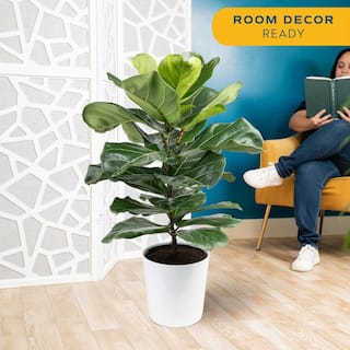 Costa Farms 10 in. Fiddle Leaf Fig Indoor Plant in White Planter Avg. Shipping Height 2-3 ft. Tall CO.FLI10.3.SGWHT