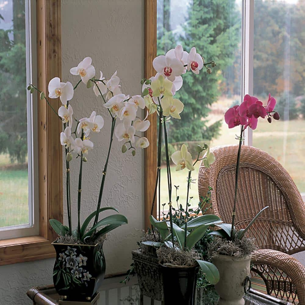 Holiday Festive Orchid Deco Pot (Phalaenopsis) 23246