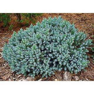 Online Orchards 1 Gal. Blue Star Juniper Shrub Turquoise and Silver Low Maintenance Dwarf Conifer Drought Tolerant CFJP003