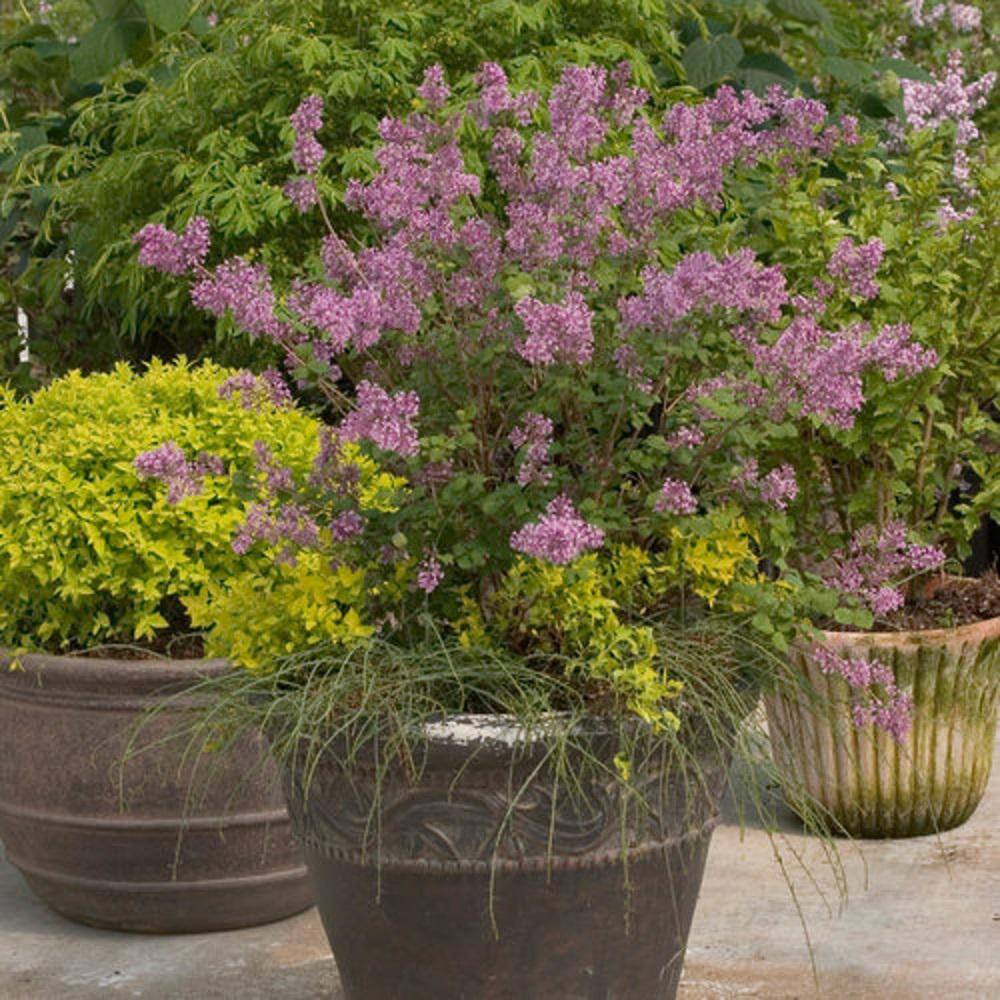 PROVEN WINNERS 2 Gal. Bloomerang Dark Purple Reblooming Lilac (Syringa) Live Shrub with Deep Purple Flowers PWSPA2BLM1PK