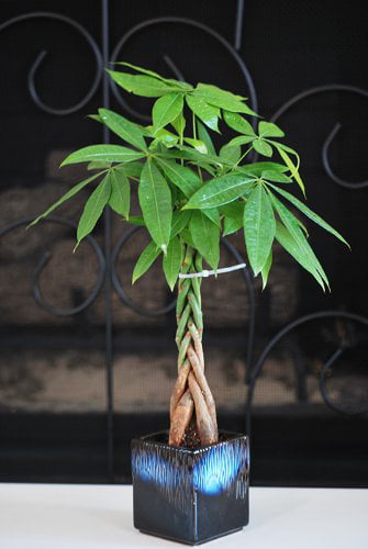 9greenbox - Live Lucky 5 Braided Money Tree Into 1 Pachira with Handmade Ceramic Pot Plants Lucky for 2012