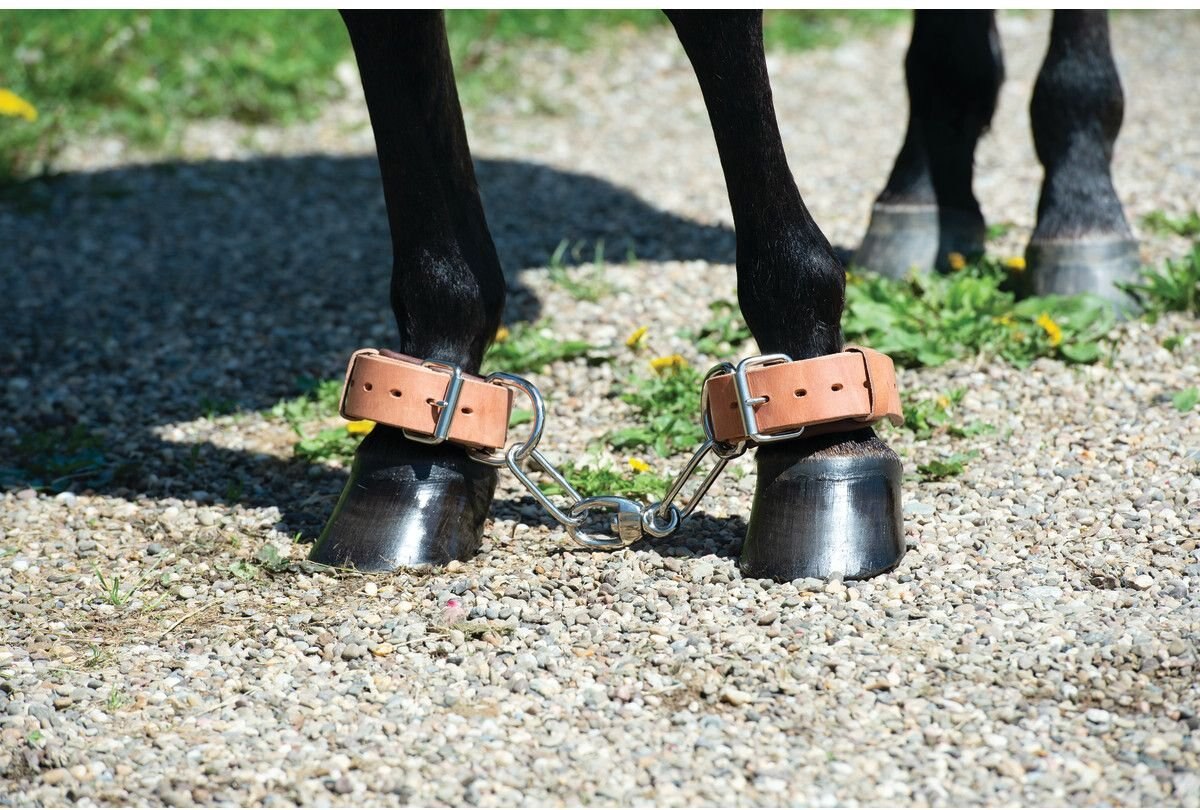 Weaver Leather Heavy-Duty Horse Hobble