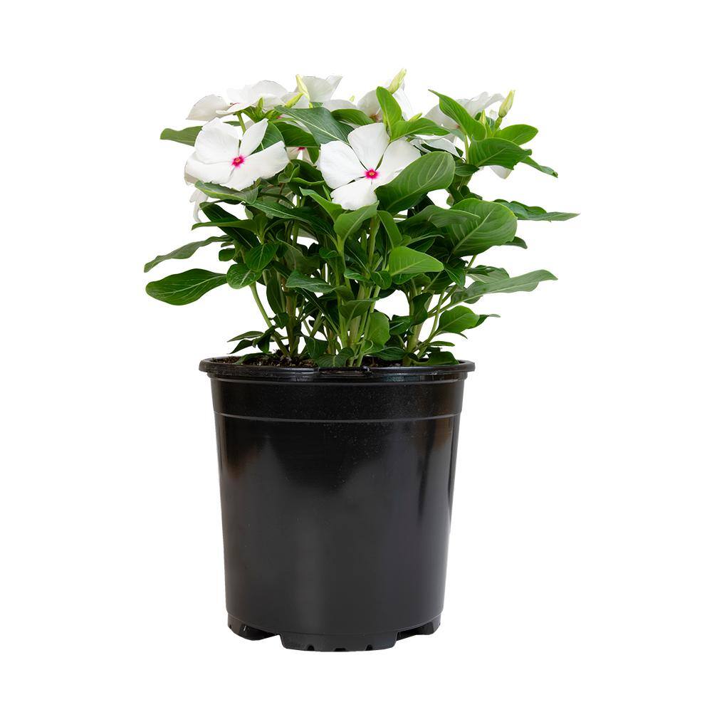 ALTMAN PLANTS 1-Gallon Vinca Plant White Flowers (Single) 0881451