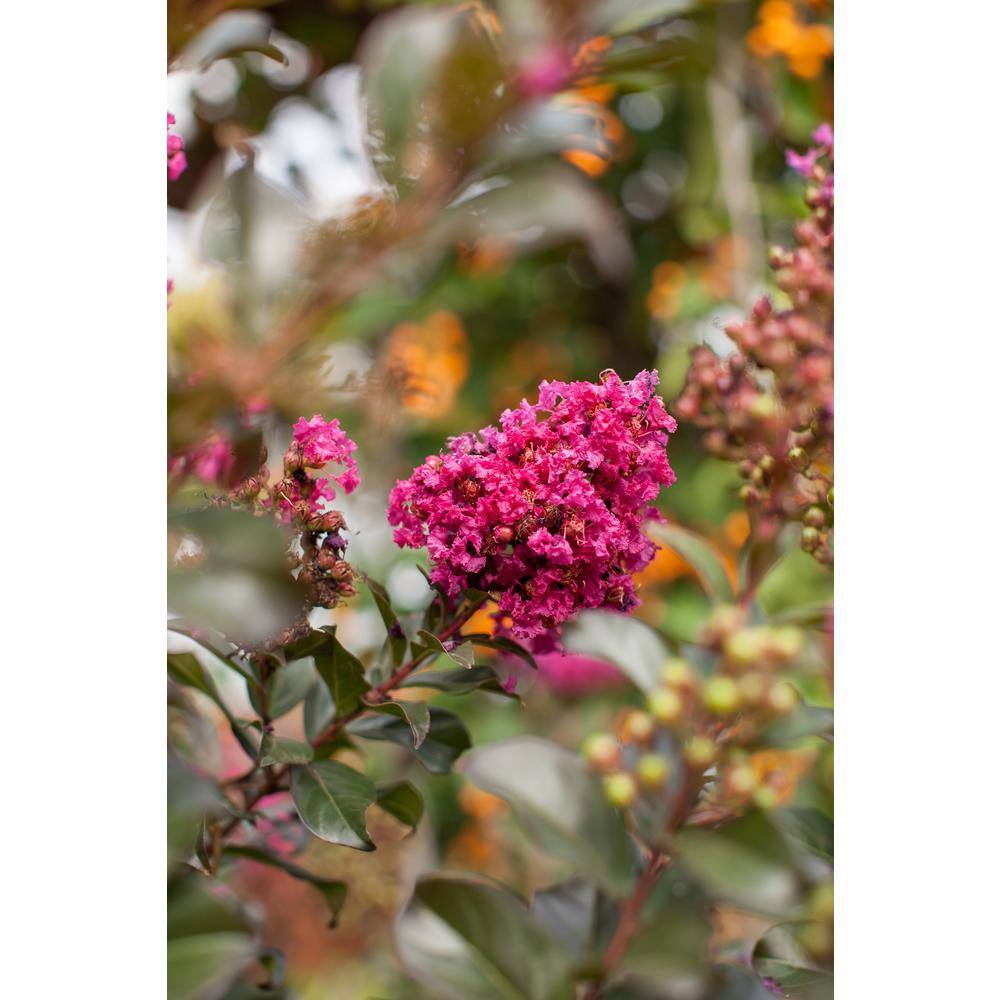 FIRST EDITIONS 3 Gal. Plum Magic Crape Myrtle Flowering Shrub with Fuchsia Pink Flowers CRMPLU03G