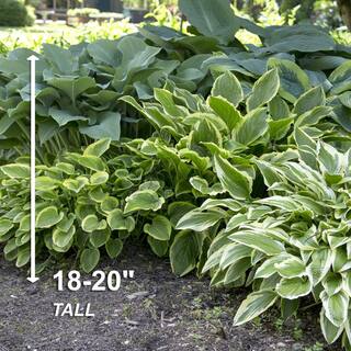 Garden State Bulb #1 Multi-color Variegated Mix Hosta Bulbs Bare Roots (Bag of 18) ECS-76-18-03