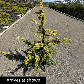 Spring Hill Nurseries 2.25 Gal. Pot Hinoki Gold Fernspray Cypress Live Potted Evergreen Shrub (1-Pack) 91656