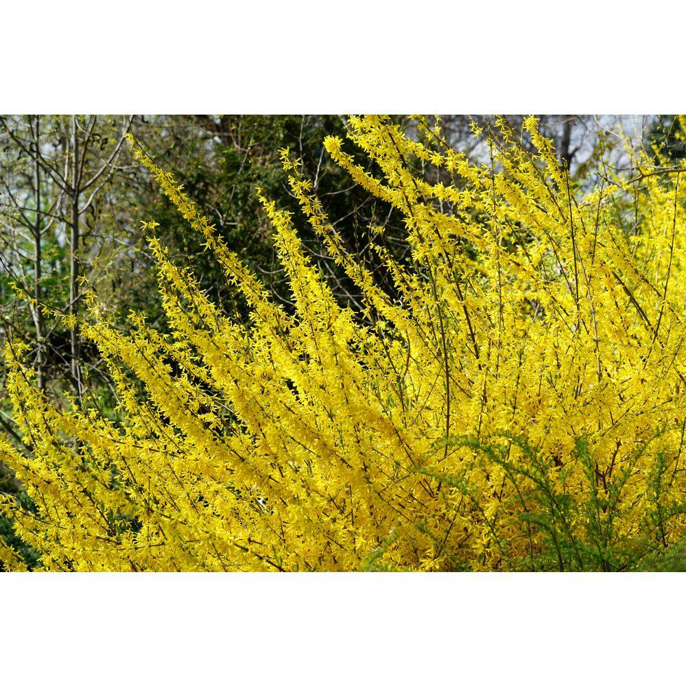 BELL NURSERY 3 Gal. Lynwood Gold Forsythia Flowering Shrub with Yellow Flowers FORSY3LGD1PK