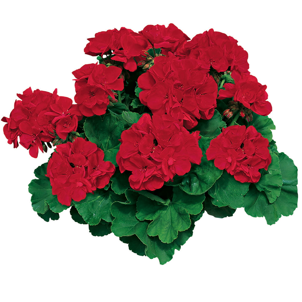 Expert Gardener 1.5 Gallon Geranium Hanging Basket Red Annual Live Plant (1 Count Pack)