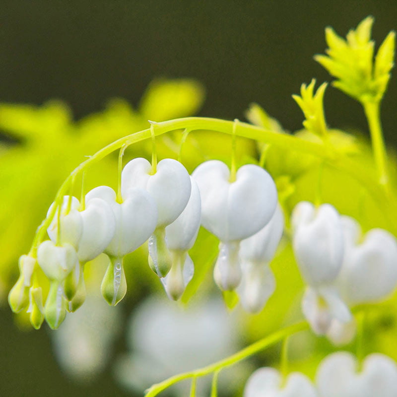 White Gold Bleeding Heart (Dicentra)， Dormant Bare Root Starter Perennial Plants (1-Pack)