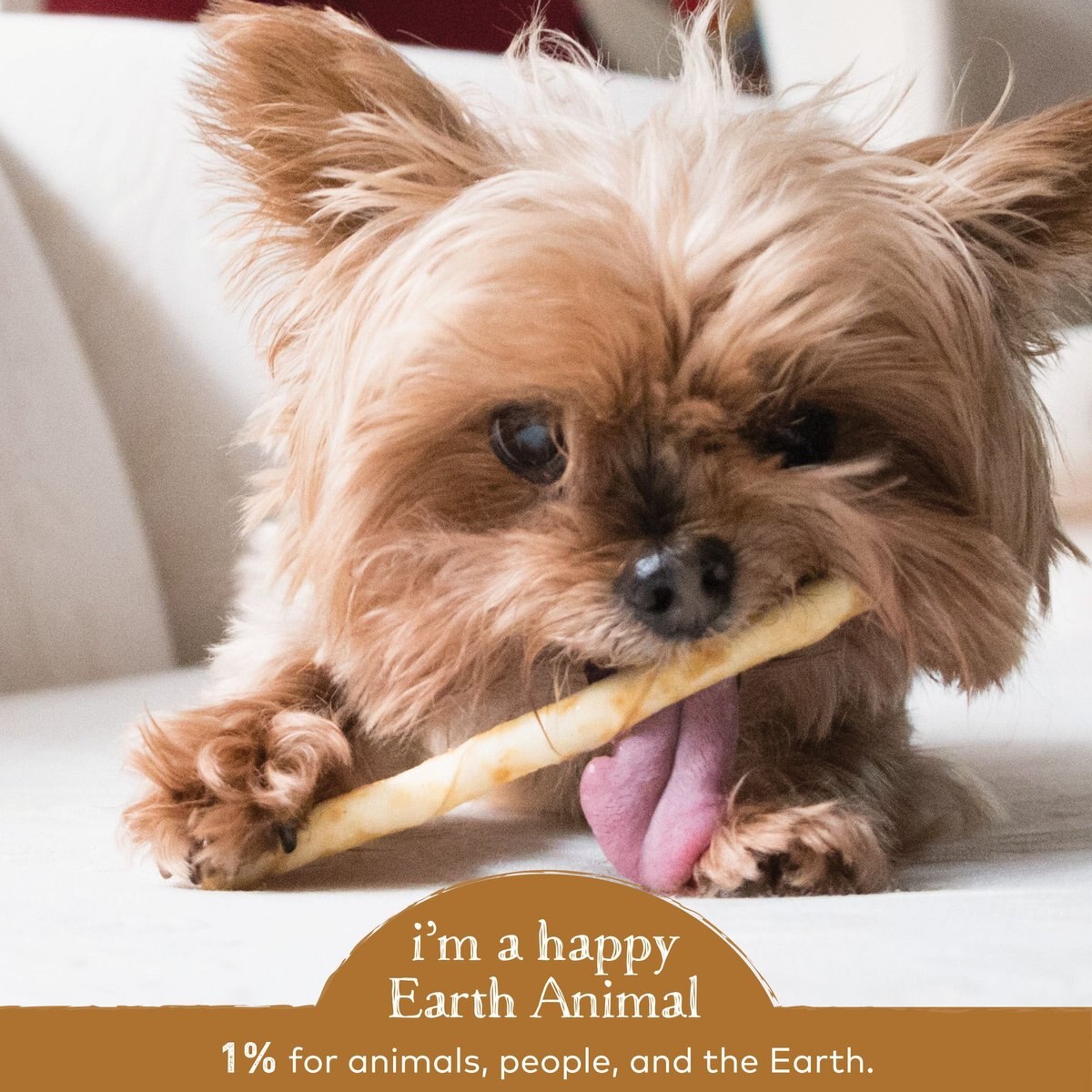 Earth Animal No-Hide Long Lasting Natural Rawhide Alternative Venison Recipe Stix Chew Dog and Cat Treat Sticks， 10 count