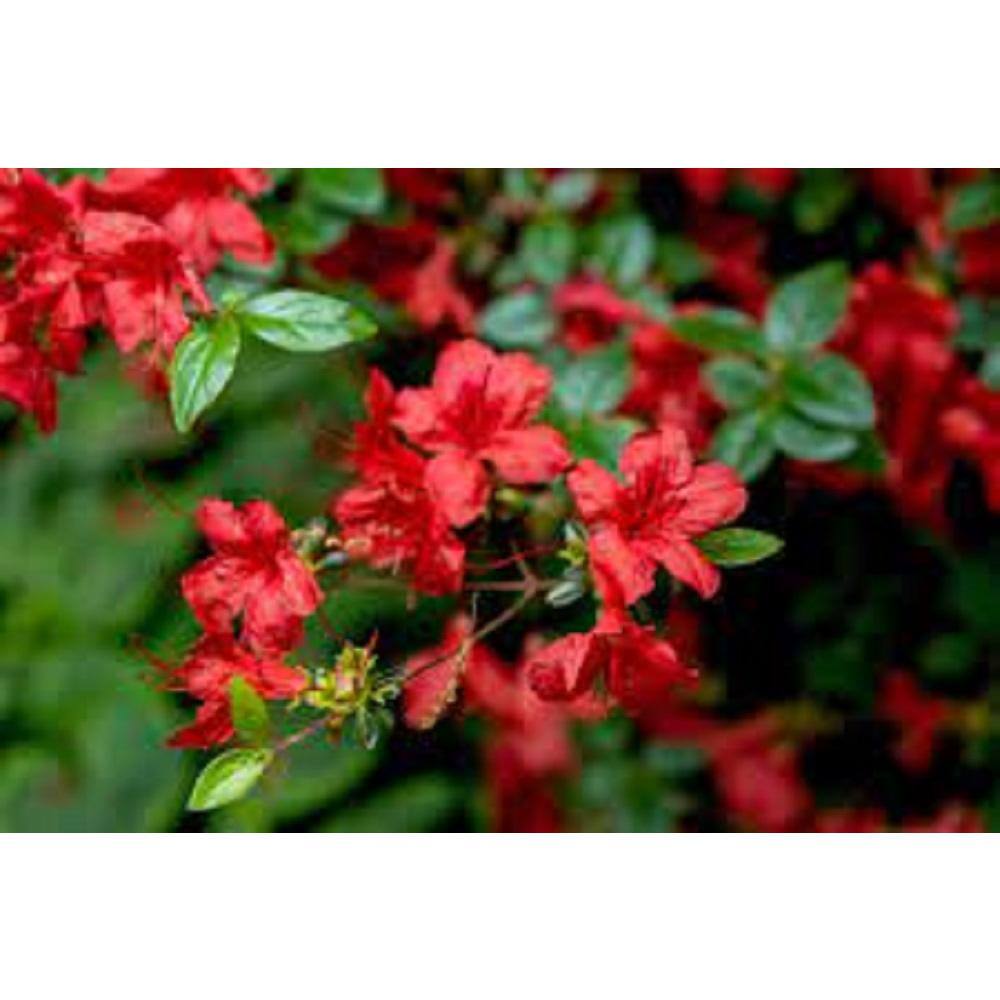 BELL NURSERY 1 Gal. Stewartstonian Azalea Live Evergreen Shrub Orange-Red Flowers (3-Pack) AZLEA1STE3PK