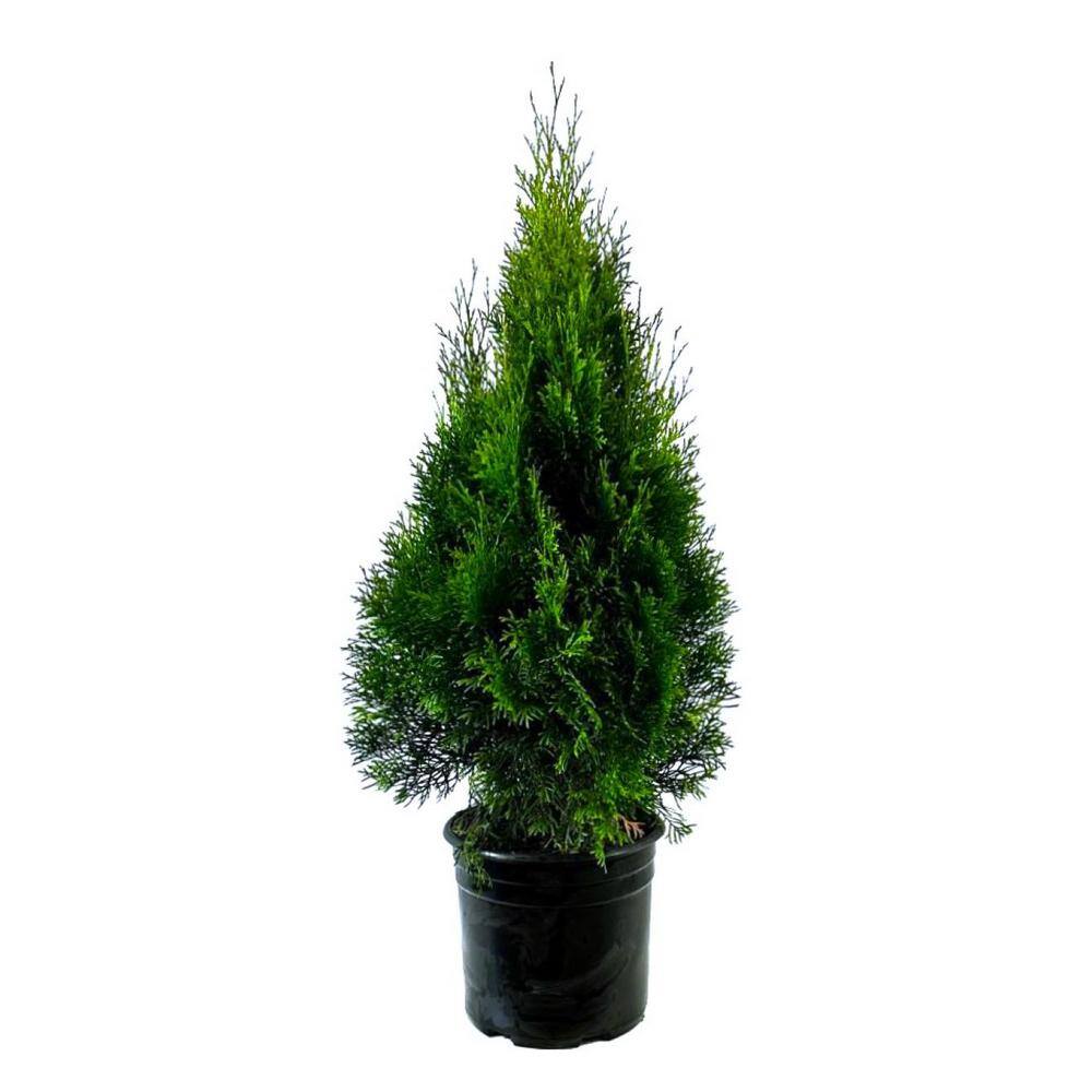 2.25 Gal. Emerald Green Arborvitae (Thuja) Live Evergreen Shrub 1000043378