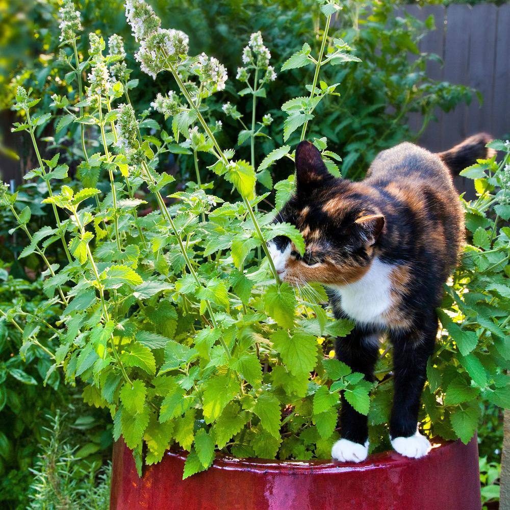 Bonnie Plants 19 oz. Catnip Herb Plant (2-Pack) 202009