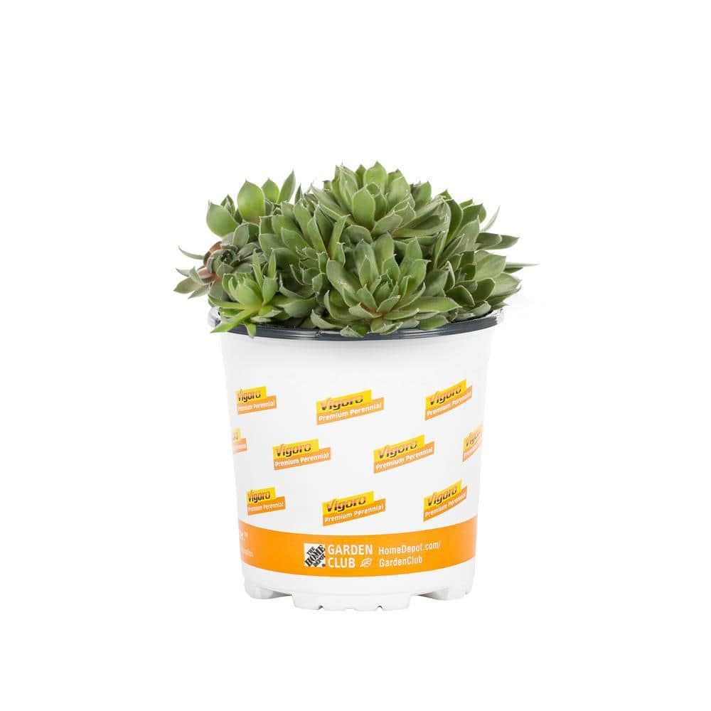 Vigoro 1 PT. Sedum Succulent Ground Cover Plant 68888