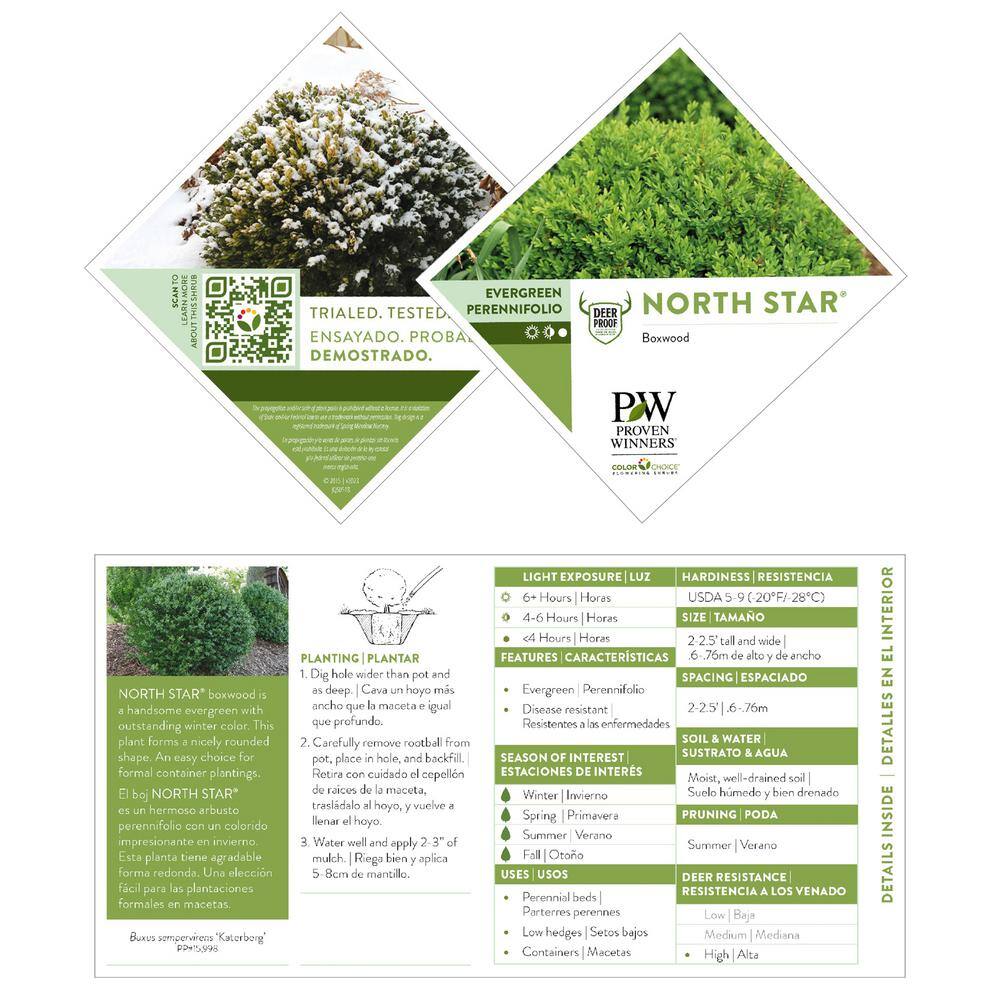 PROVEN WINNERS 1 Gal. North Star Boxwood Shrub 18188