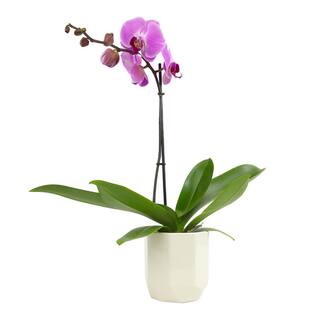 ALTMAN PLANTS Live Orchid (Phalaenopsis) with Purple Flowers in 5 in. White Ceramic Pot for Live Houseplants 0873011