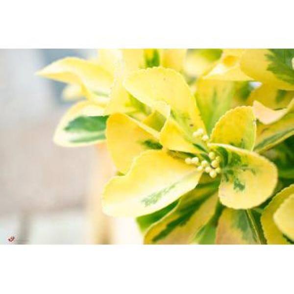 Online Orchards 1 Gal. Goldentipped Wintercreeper Euonymus Shrub Evergreen Emerald Leaves Trimmed with Gold Edges SBEU001