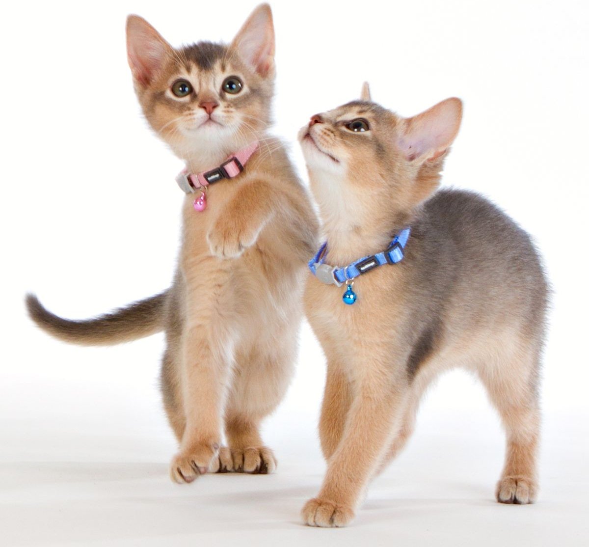 Red Dingo Nylon Breakaway Kitten Collar