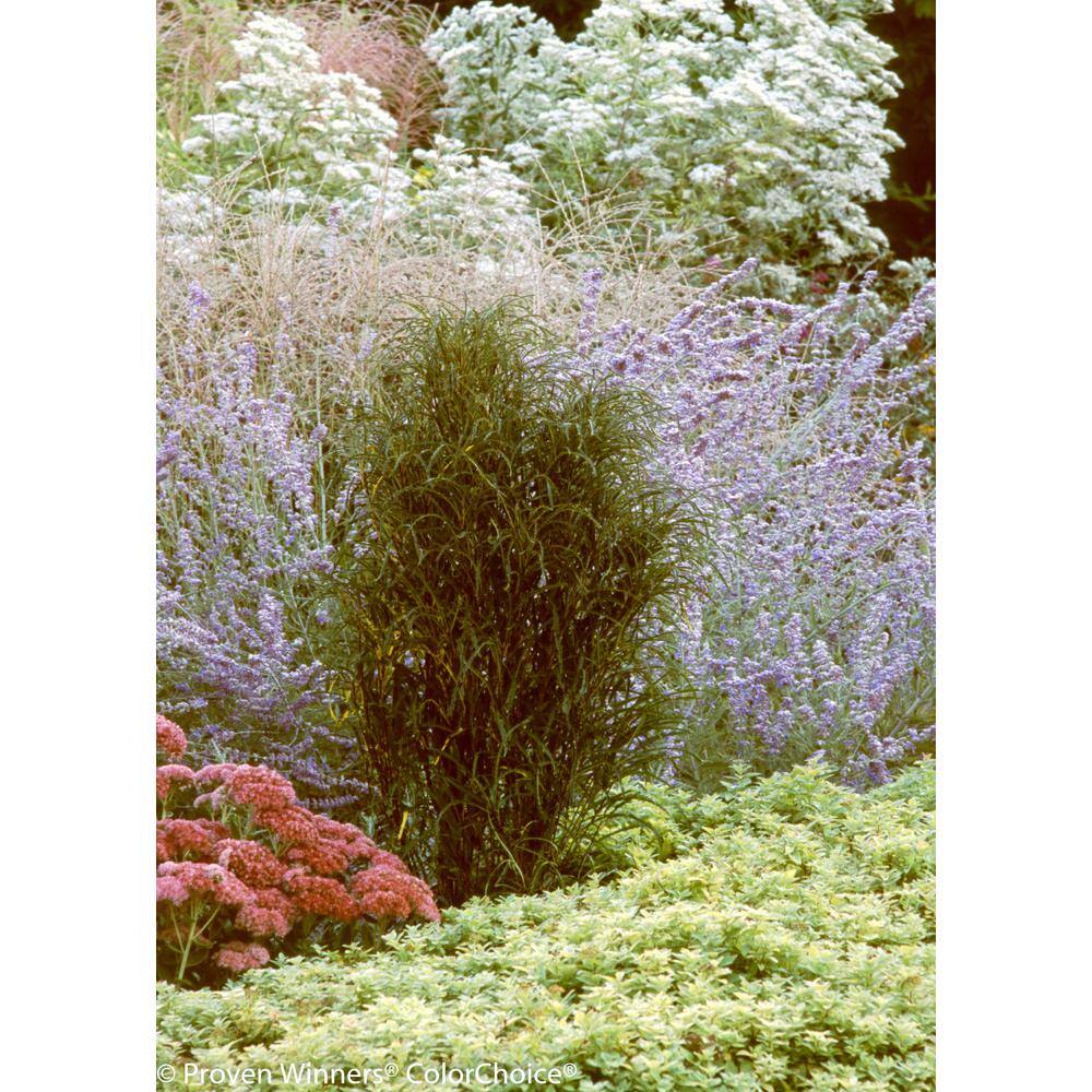 PROVEN WINNERS 4.5 in. qt. Fine Line Buckthorn (Rhamnus) Live Shrub Green Foliage RHAPRC1017800