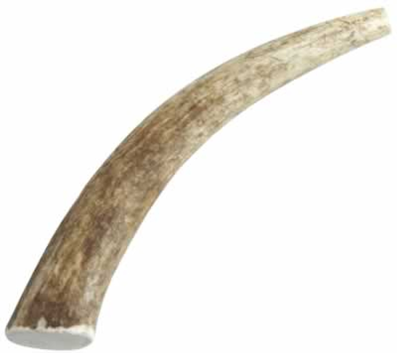 Happy Dog of Cape Cod Whole Elk Antler， Medium