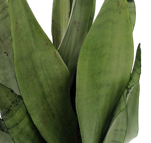 Moonshine Snake Plant - Sansevieria - Almost Impossible to kill - 4