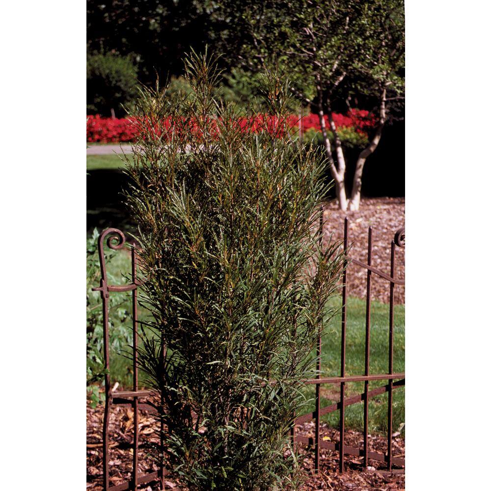 PROVEN WINNERS 1 Gal. Fine Line Buckthorn (Rhamnus) Live Shrub Green Foliage RHAPRC1016101