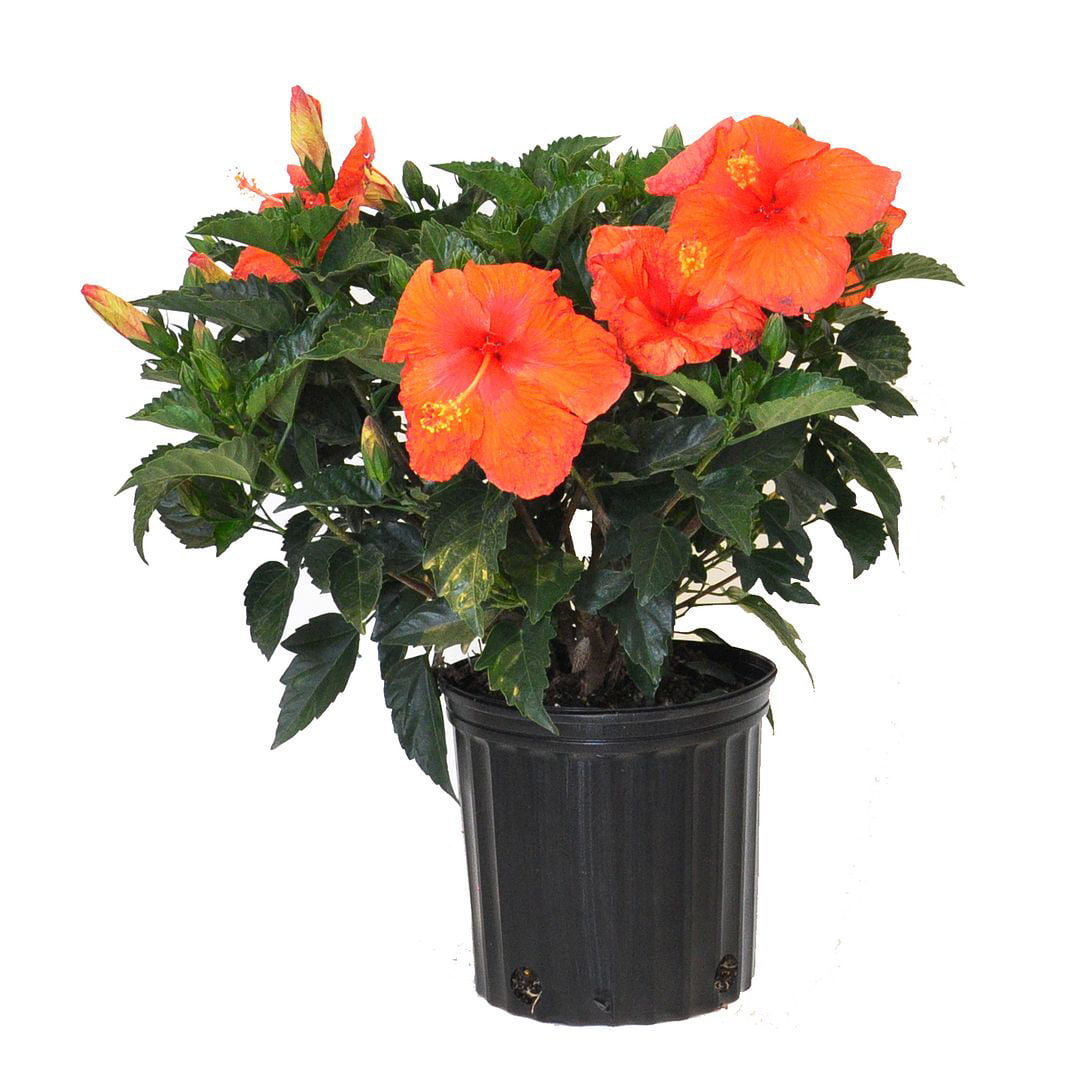 United Nursery Live Hibiscus Bush Red Plant 18-24 Inches Tall in 9.25 Inch Grower Pot