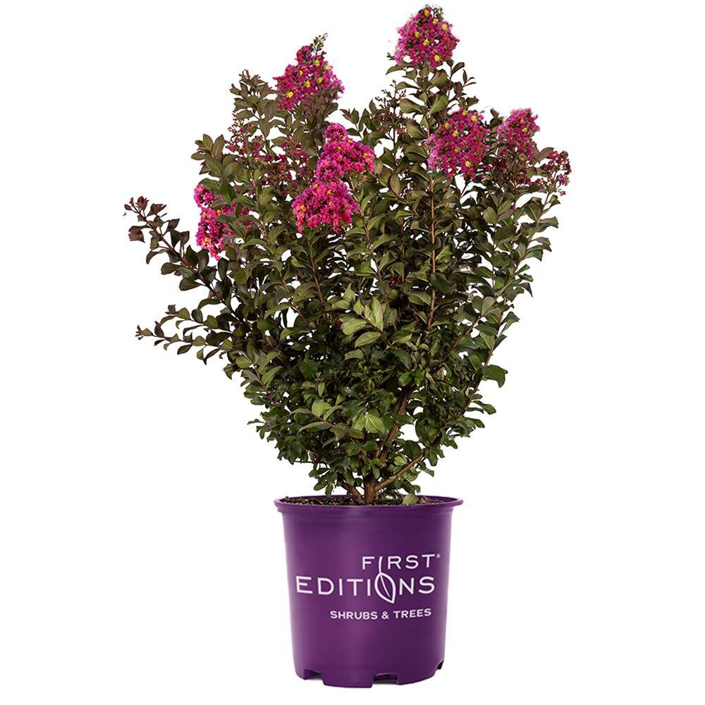 FIRST EDITIONS 3 Gal. Plum Magic Crape Myrtle Tree with Fuchsia-Pink Flowers 14845