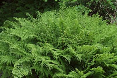 Classy Groundcovers - Lady Fern Northern Lady Fern {25 Pots - 3 1/2 inch Square}