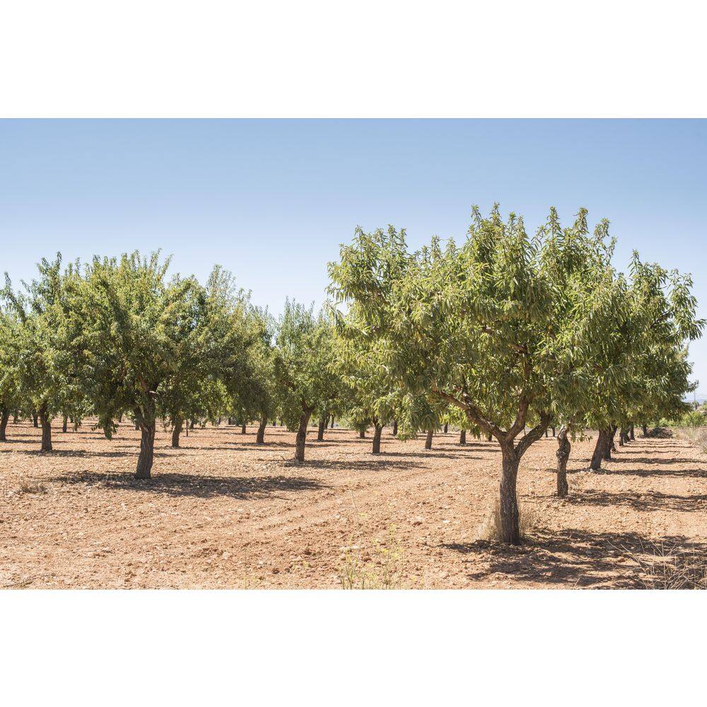 Online Orchards 3 ft. Halls Hardy Almond Bare Root Tree with Very Cold Hardy Fresh Almonds NTAL203