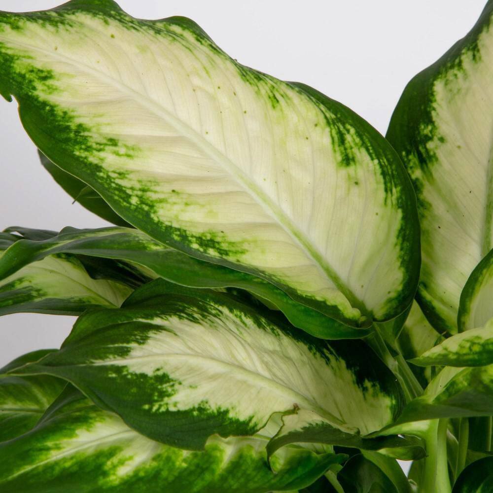 Costa Farms Dieffenbachia Indoor Plant in 6 in. Ceramic Planter Avg. Shipping Height 1-2 ft. Tall 6DIEFFHOL2PK