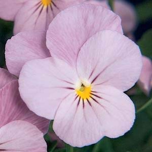 Viola Sorbet® Lilac Ice