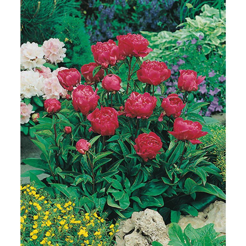 BELL NURSERY 2 Gal. Karl Rosenfield Peony (Paeonia) Live Shrub with Cherry Red Double Blooms PEONY2KRP1PK