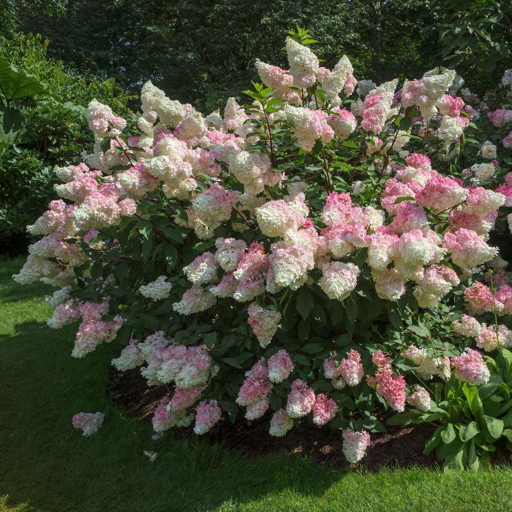 Vanilla Strawberry™ Hydrangea Shrub