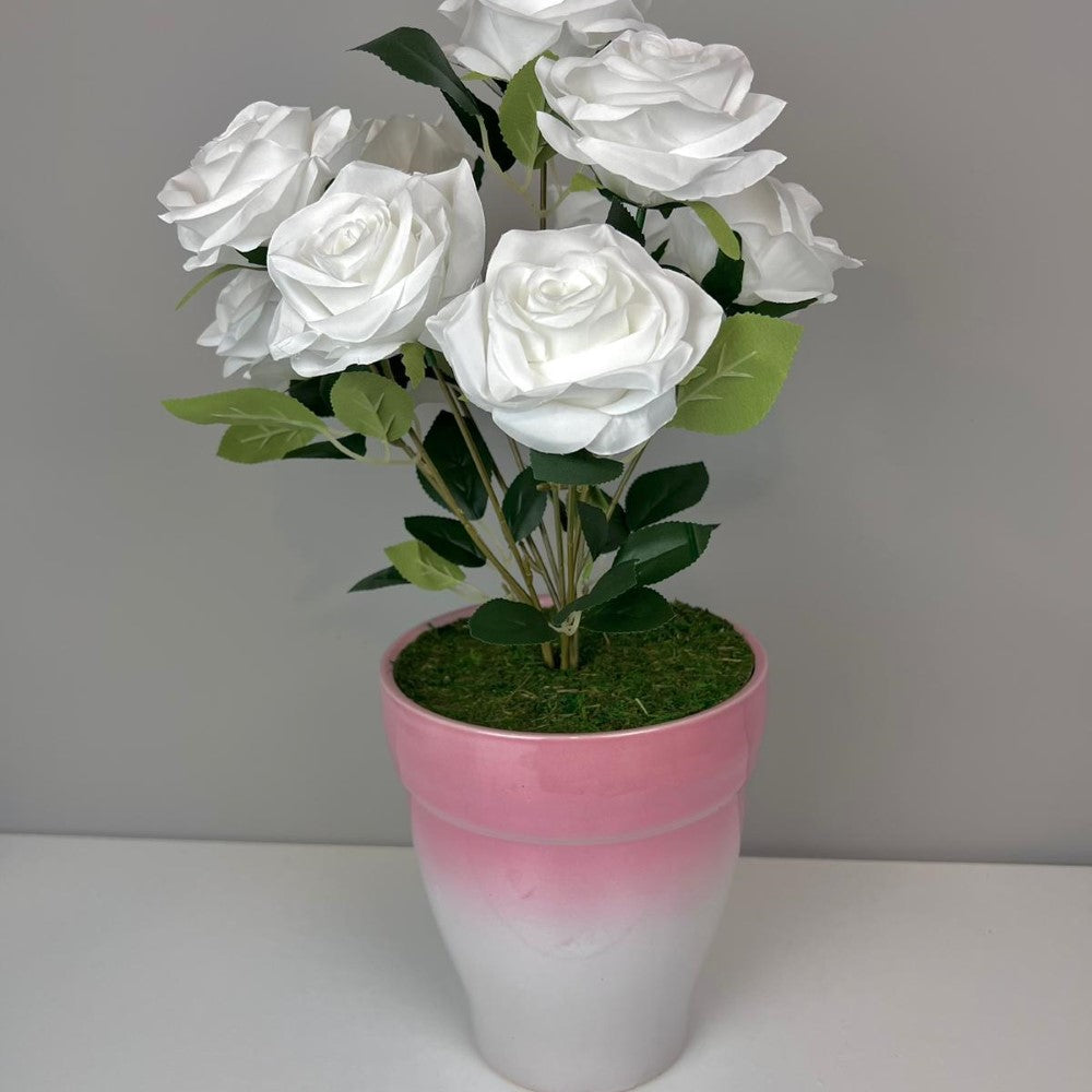 Gorgeous Roses in Ceramic Pot