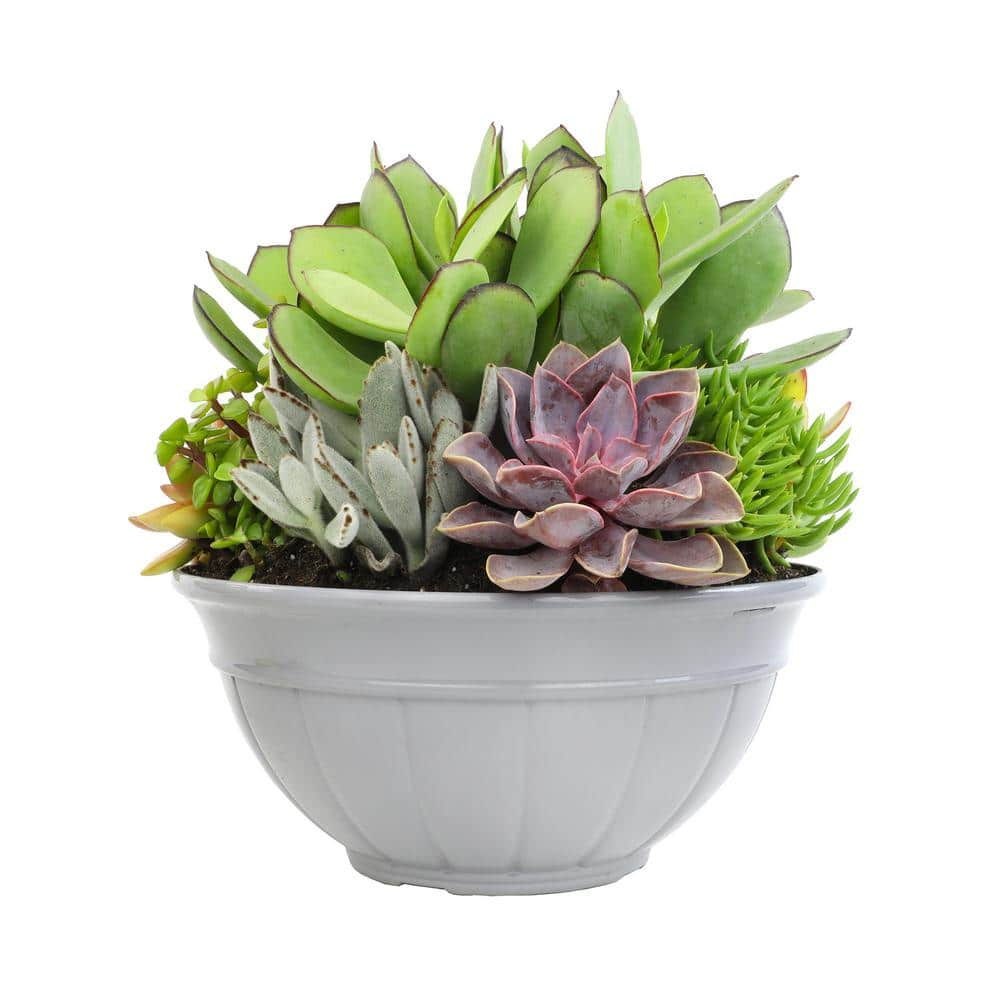 SMART PLANET 1 Qt. Assorted Succulent Plants Collection (4-Pack) 0880071