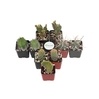 Shop Succulents 2 in. Cactus Collection (Collection of 9) C9