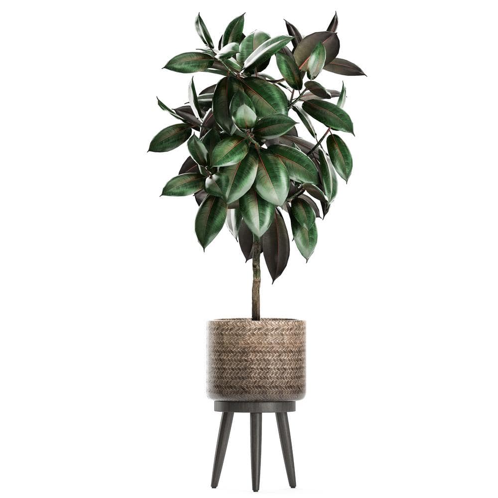 PROVEN WINNERS leafjoy Collection Ficus Elastica Abijan (Rubber Plant) Live Indoor Plant in 7 in. Seagrass Pot Avg Ship Height 15 in. PWFEA6SEA1PK