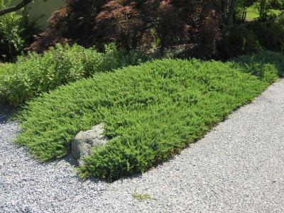 Classy Groundcovers - Blue Pacific Shore Juniper  {25 Pots - 3 1/2 inch Square}