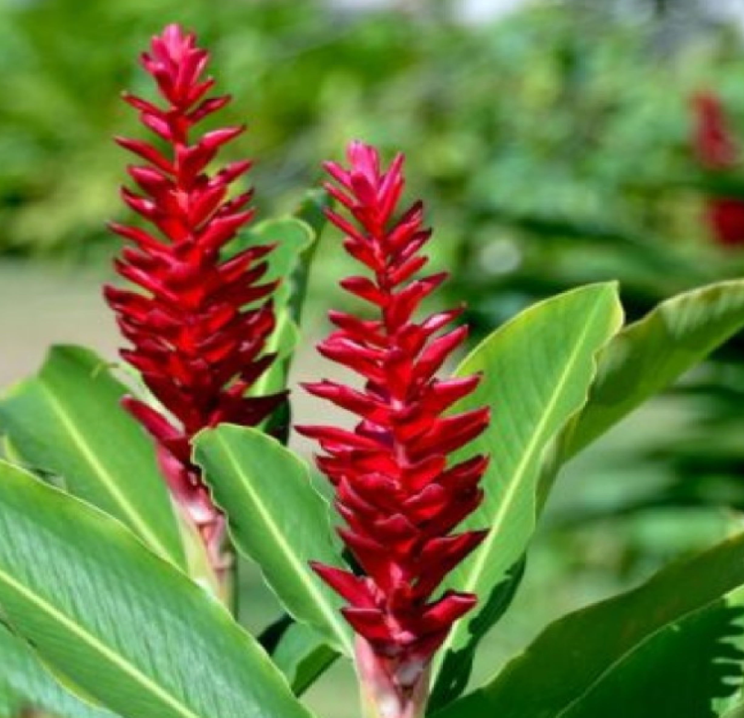 Live Red Ginger Plant 5